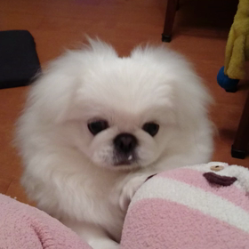 ポッキーの画像