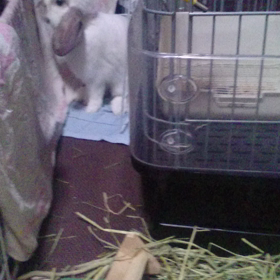 動画を撮ってみたの画像