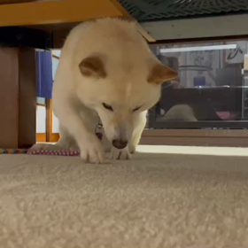 今日も暑かった〜の画像