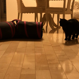 フハハ！怖いんでしゅねψ(｀∇´)ψの画像