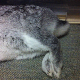 ウサ、本気寝の瞬間の画像