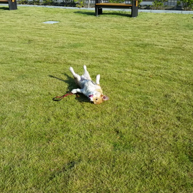 ②新しいボール。の画像