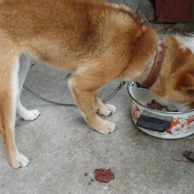 はなちゃんのお食事 6月28日の画像