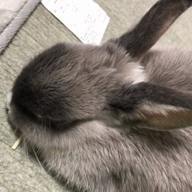 こてん‥の画像