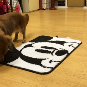 マットに行く（チェリー編）の画像