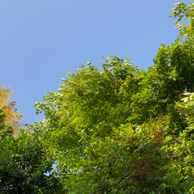 緑と風のメロディの画像