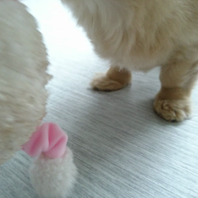 雨～!犬(-_-;)の画像