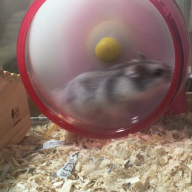 大忙しのジェムの画像