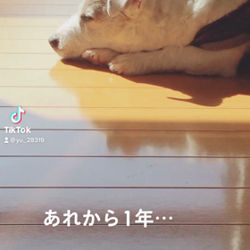 ジンの命日の画像