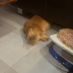 頑張れ、風太の画像