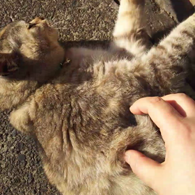 2018年啓蟄初日、風の強い日の記憶の画像