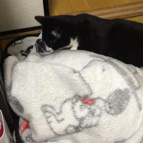 餃子の練習の画像