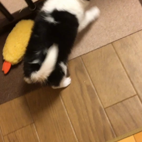 ピョンピョンの画像