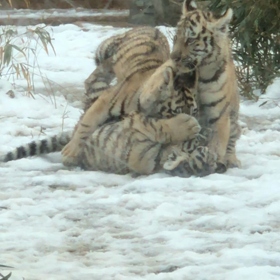 アムールトラ4つ仔ちゃんの画像