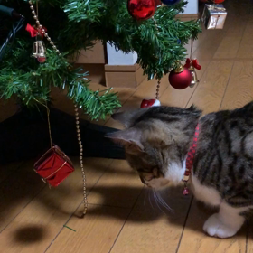遅くまでジム活…クリスマスツリーで遊ぶ子猫マリーの画像