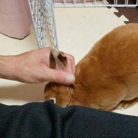 ごろーんの画像