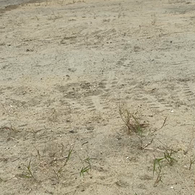神戸空港緑地に来たなら…の画像