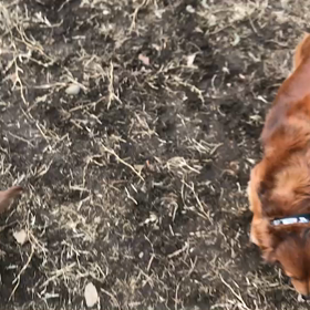 ♪お散歩動画♪代々木公園♪の画像