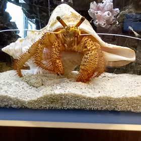 LCH治療2クール、途中経過の画像