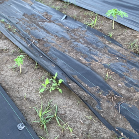 平良農園　マンゴーパパイヤの巻の画像