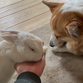 それぞれのペロペロの画像