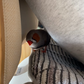 ギックリ背中の画像