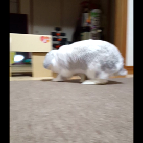 動くもっちゃんの画像