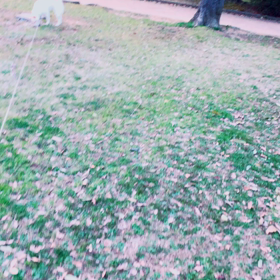 ウメ復活^_^の画像