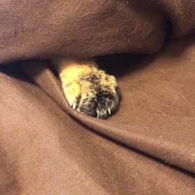 かわゆすの画像