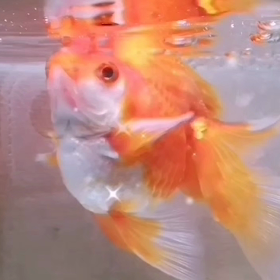 Goldfish almost winterMy goldfishes name isの画像
