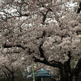 満開やど〜の画像