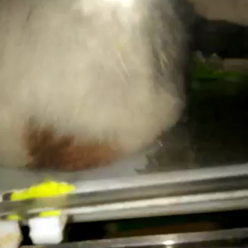 今日はクレープの日、ハムちゃんビデオ久しぶりですの画像