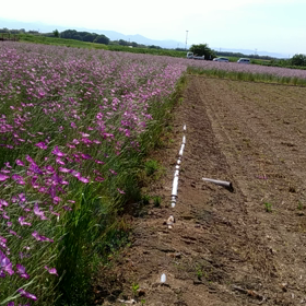 相次ぐ開催中止の画像