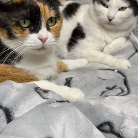 みんなで夜更かしの画像