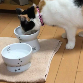 ヤッター！の画像