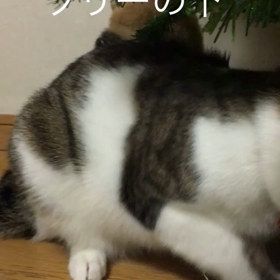 娘、ジム、チップとデール字幕付き動画の画像