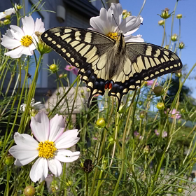 揚羽蝶救出大作戦の画像