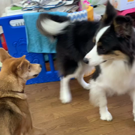 クレア君とトトちゃんの画像