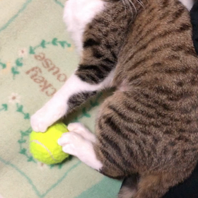 サンシャイン池崎YouTubeがいい！マリーちゃん蹴り玉と…の画像