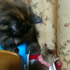 びびたんとの画像