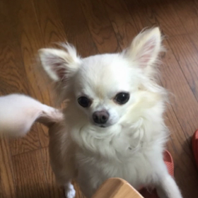 おやつおねだり編の画像