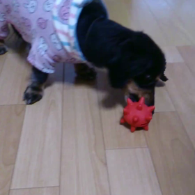 新しいおもちゃの画像