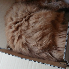 あらあらあらの画像