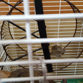 デグーベビーの怖かった話BYもちの画像