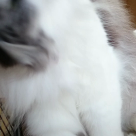 おたおめ。の画像