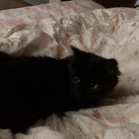 チャモちゃんの画像