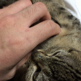 オペルちゃんのブルブルと少しだけフォードちゃんの画像