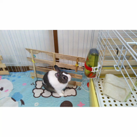 ガジガジの画像