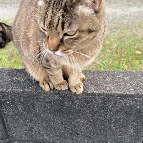 近所の猫の画像
