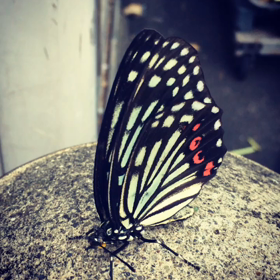 夏の終わりの画像